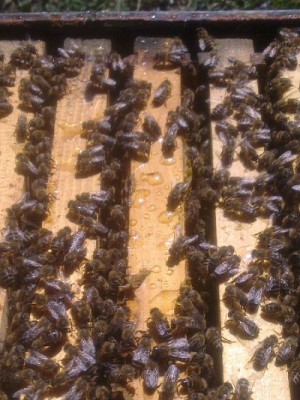 Slika1432.jpg (149.26 KiB) Pogledano 14082 puta. svjež unos nektara