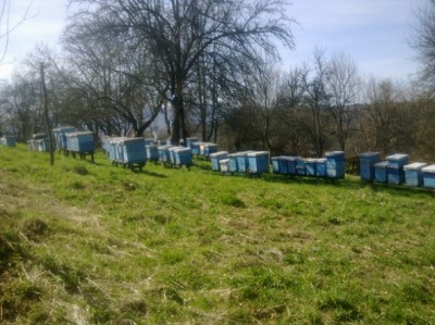 iako priroda izgleda "golo" vrba, mrtva kopriva mede izuzetno
