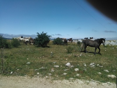 divlji konji sa borove glave nadomak livna