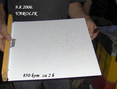 varolik.JPG