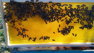 u dvije pč.zajednice "eksperimentalo" dodana SO koja je u protekla 4 dana izgrađena i dijelom zaležena
